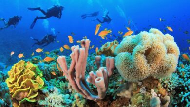 صورة البيئة تعد مشروعا لحماية الشعاب المرجانية واستزراعها بالتعاون مع البحث العلمى